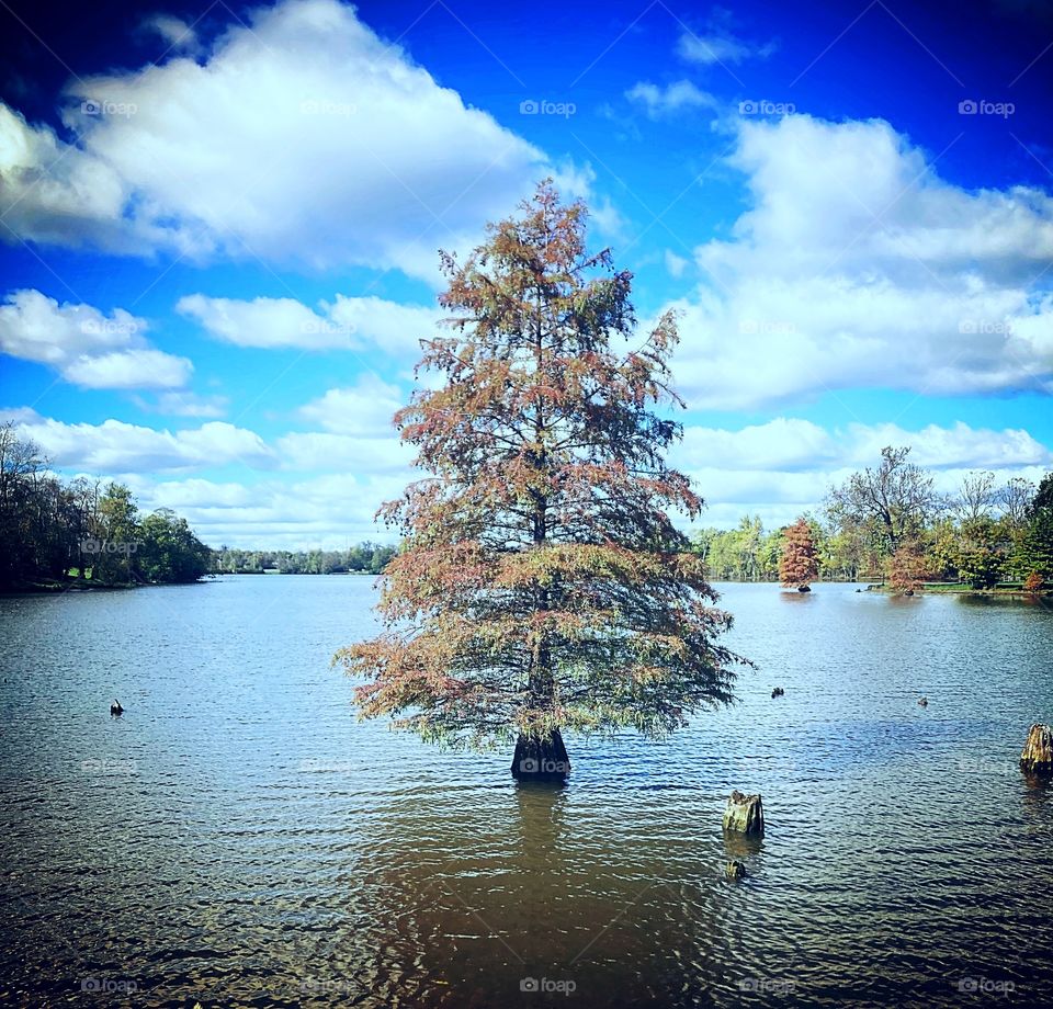 Fall colors in the water