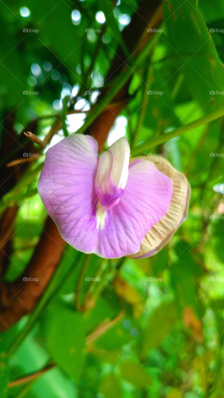 Centrosema virginianum plant grows wild in the plantation