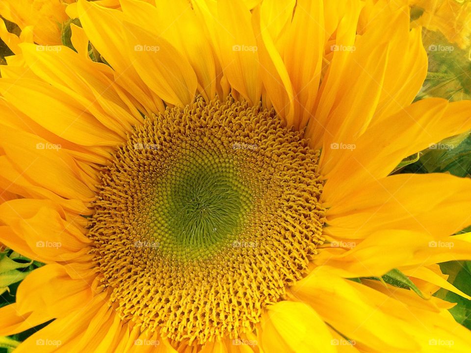 Sunflower 