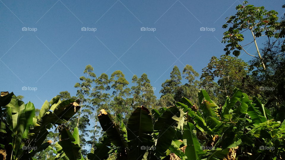 PÉS DE BANANEIRAS E AO FUNDO ÁRVORES DE EUCALIPTO