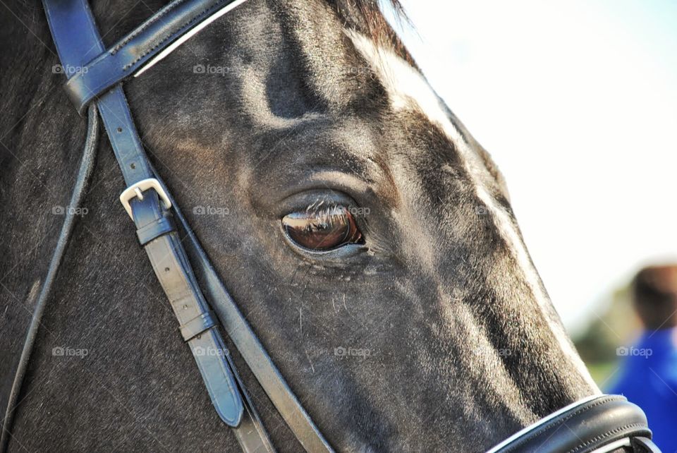 Deep brown eyes. Soulful expression of a horse's eyes and bridal