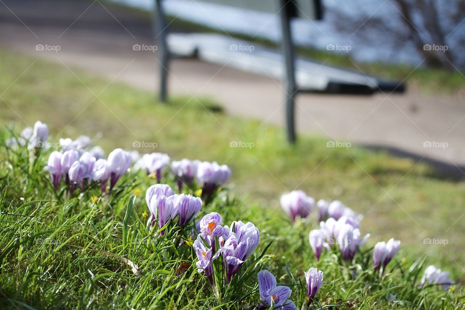 Crocus flowers in the park