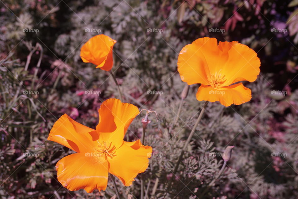 Poppies 
Springs 
California Flower