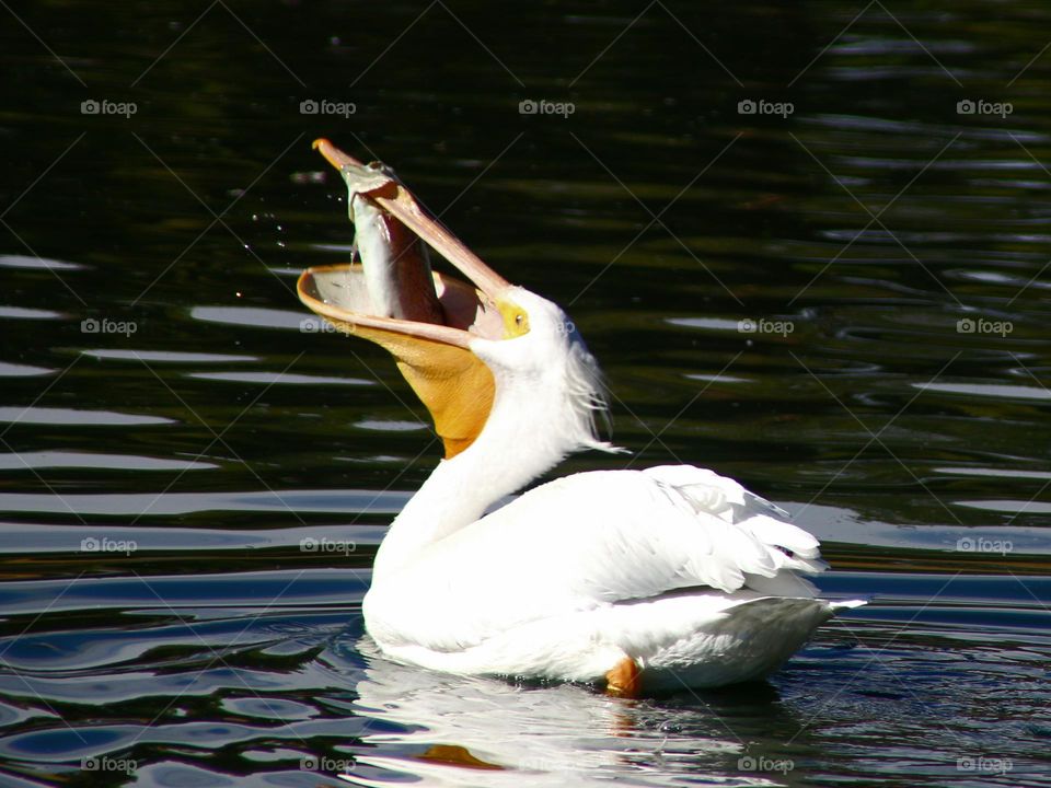 Fish Caught on Pelican's Beak
