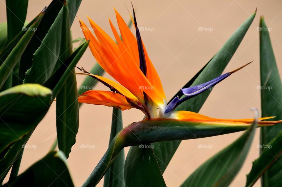 Bird flying over the plant