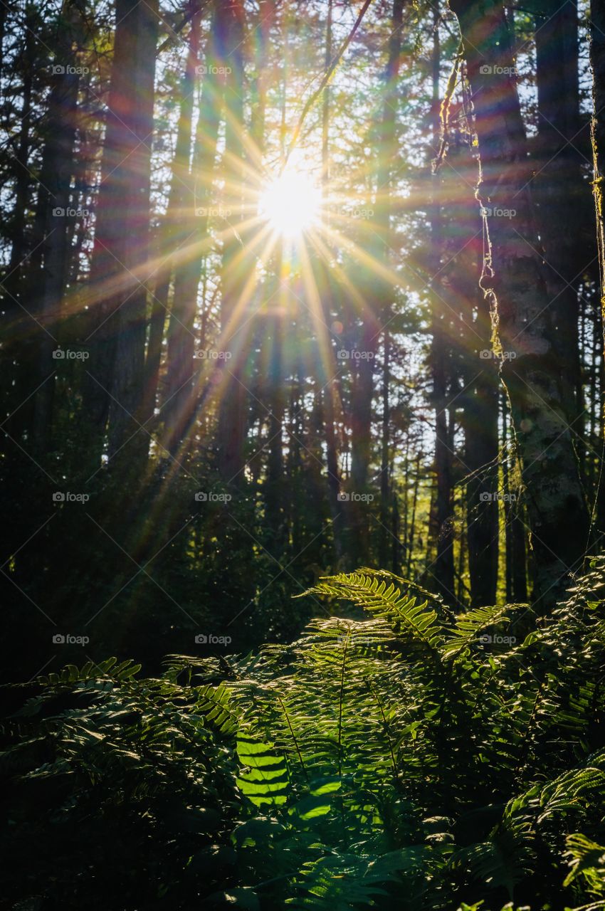 Sun shines through trees and lights fern plants in dense forest - sunburst