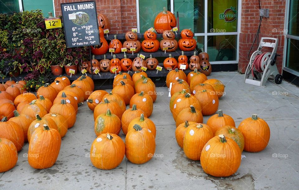 pumpkin display