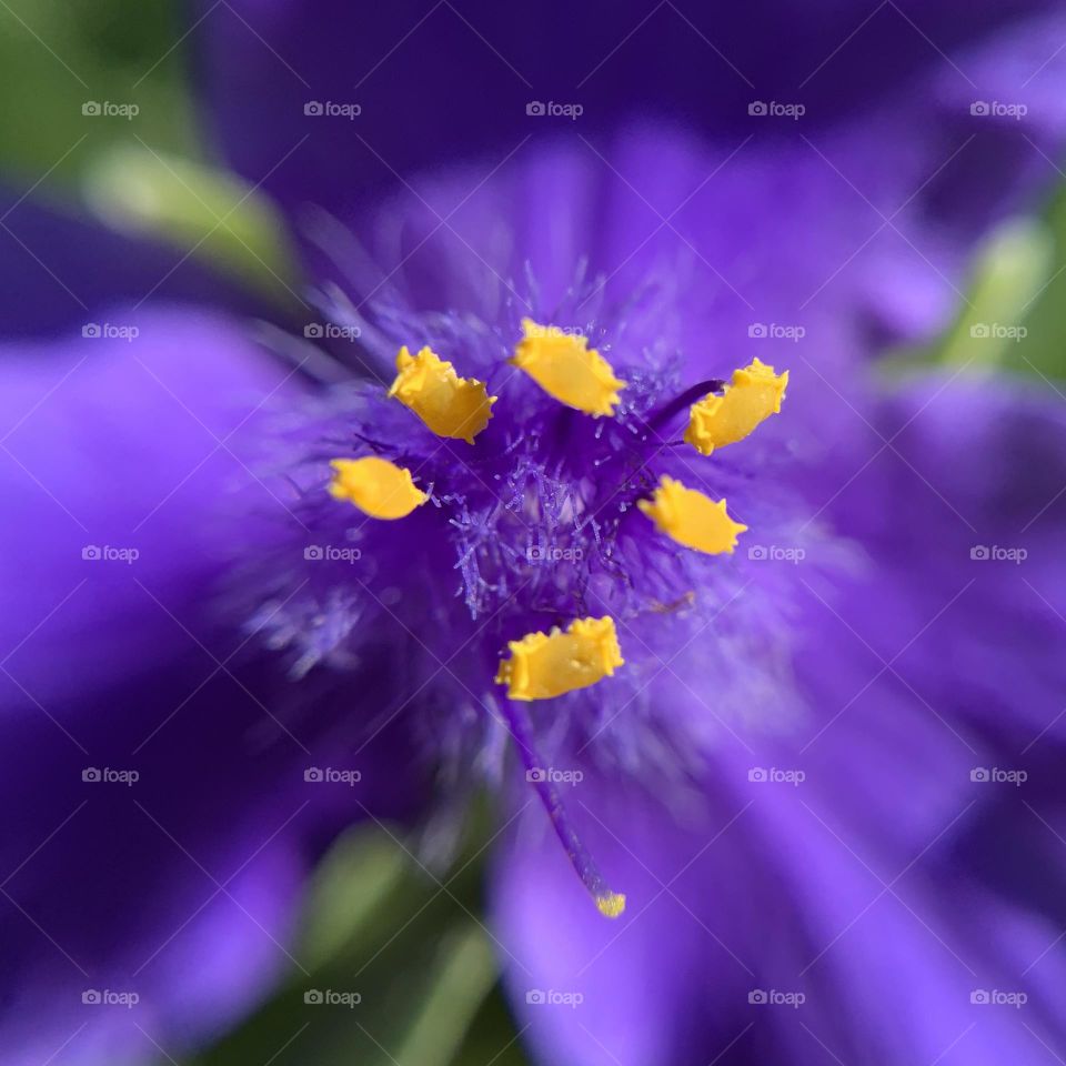 Flower blossoms of Virginia spiderwort 