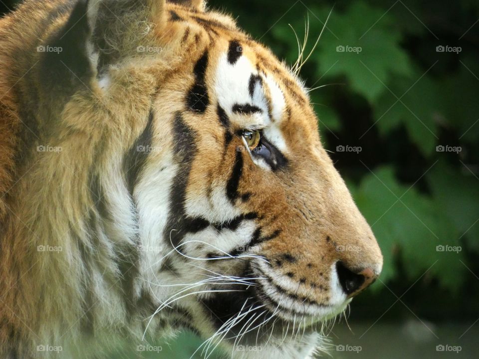 tiger portrait