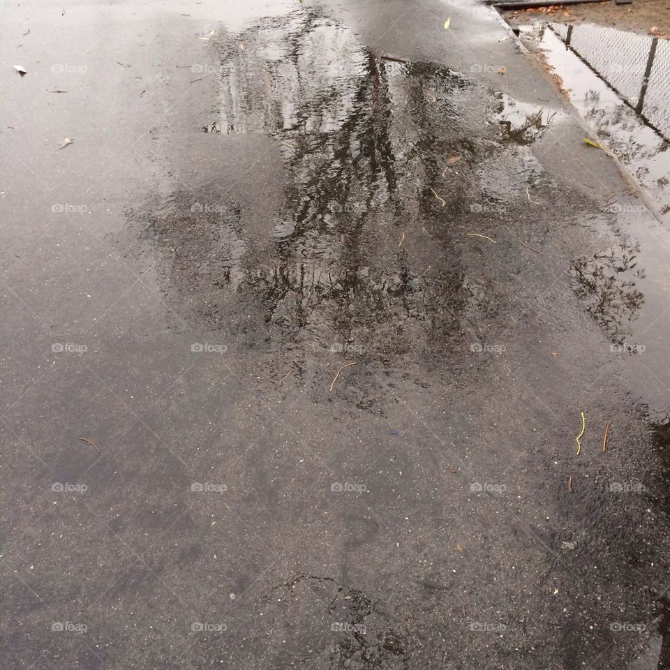 Tree reflected in puddle