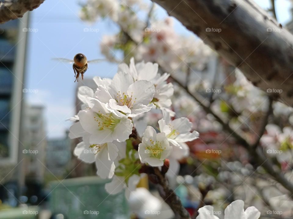 Plum blossoms in the city