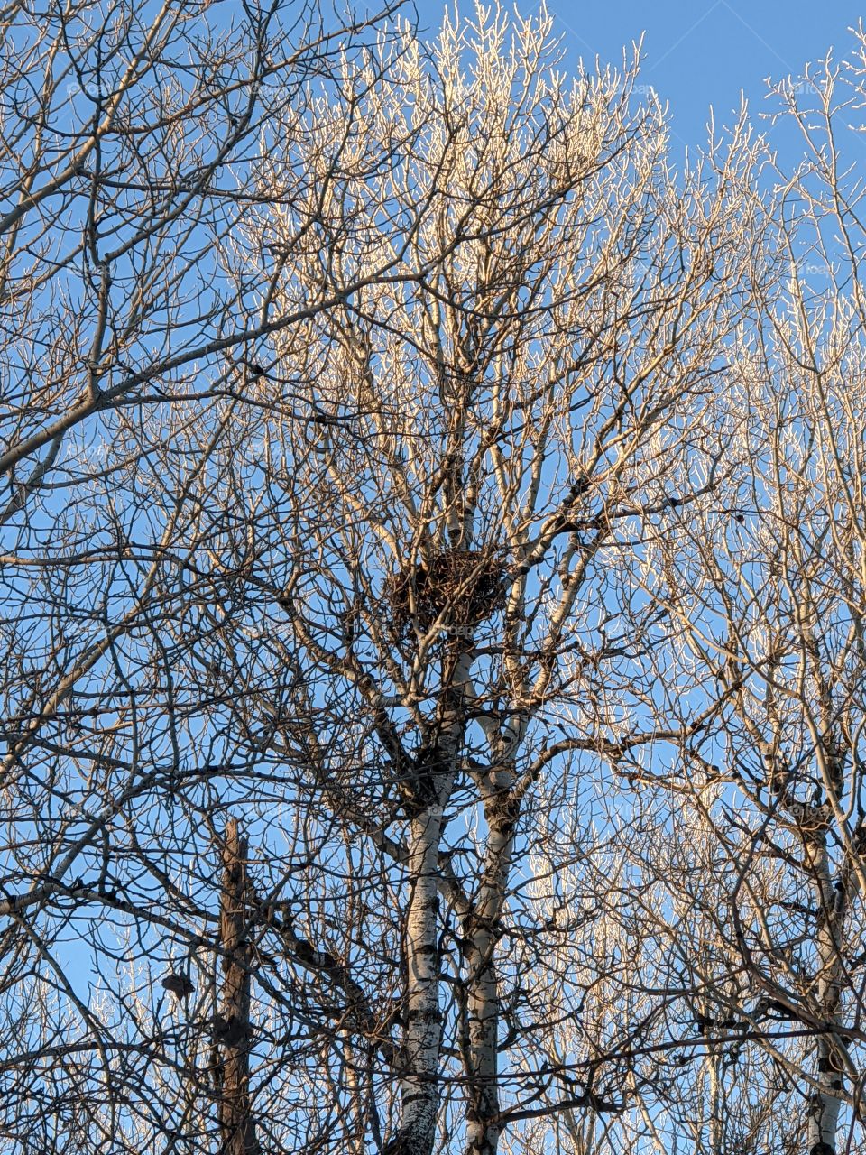 Bird Nest In the Winter Trees