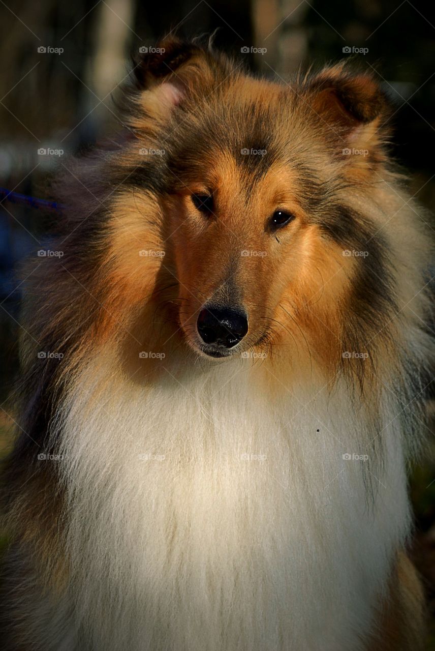 Dog portrait (rough collie)