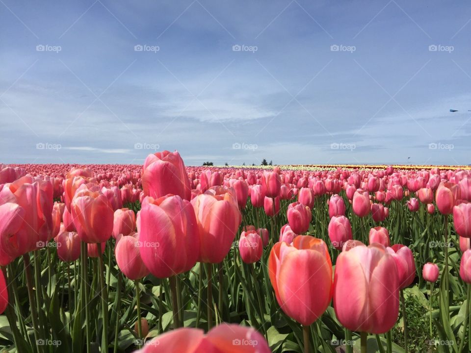 Tulips