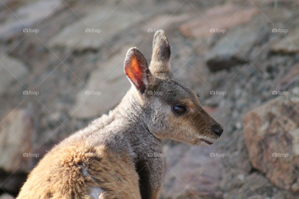 Rock wallaby 