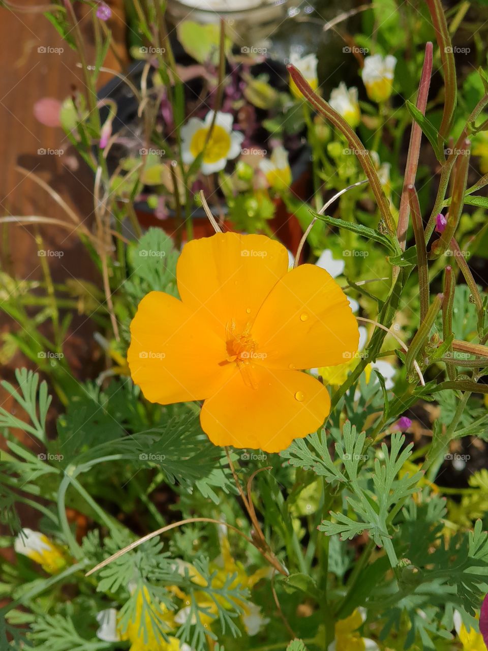 Orange flower with dew drops