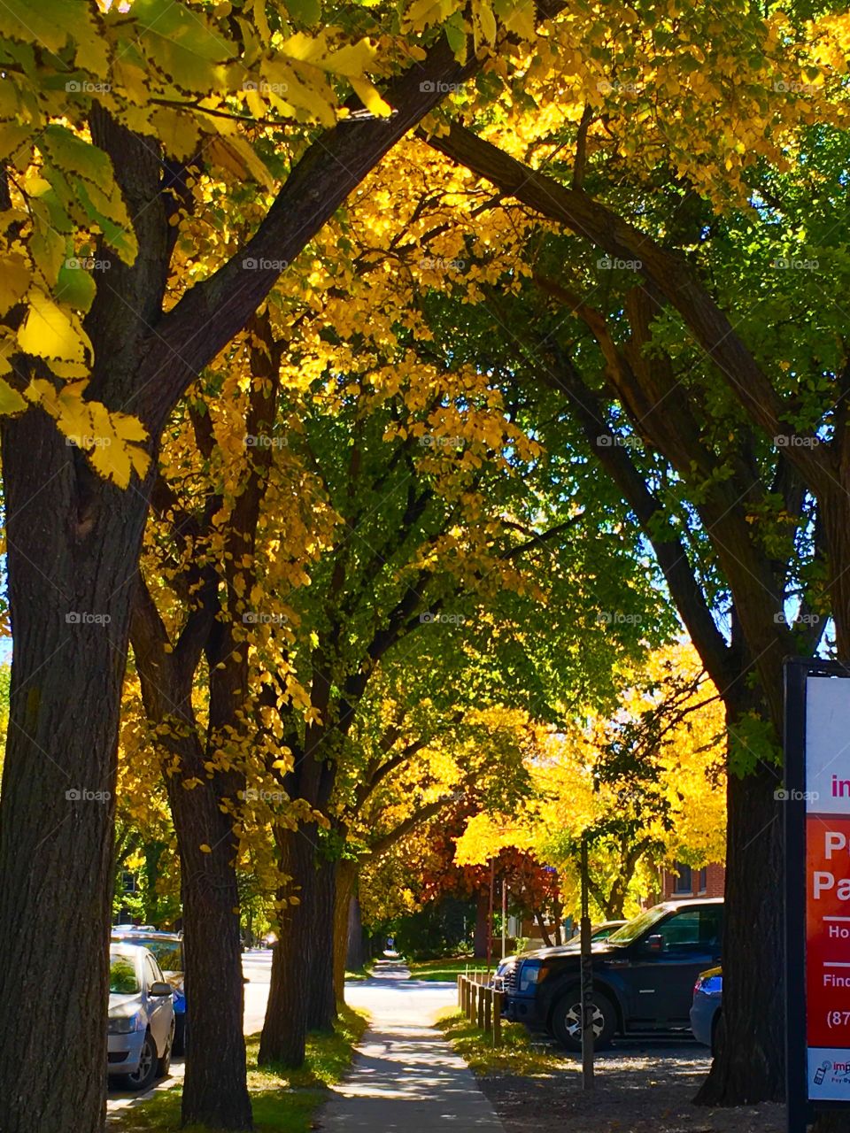 Autumn leaves in the city 