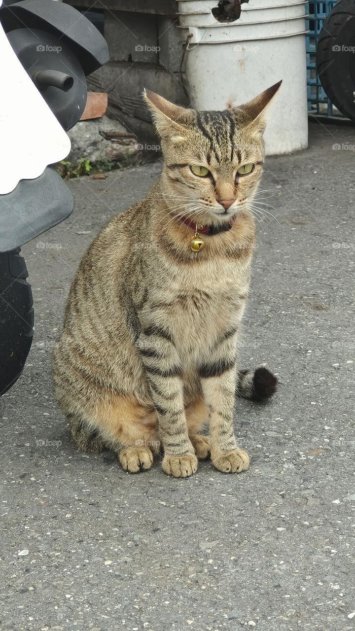 ginger cat on the street, closeup of photo with selective focus