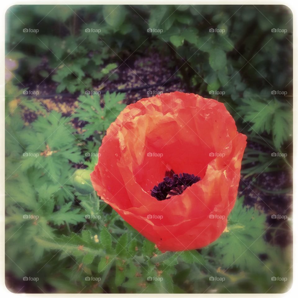 Giant beauty. Big poppy