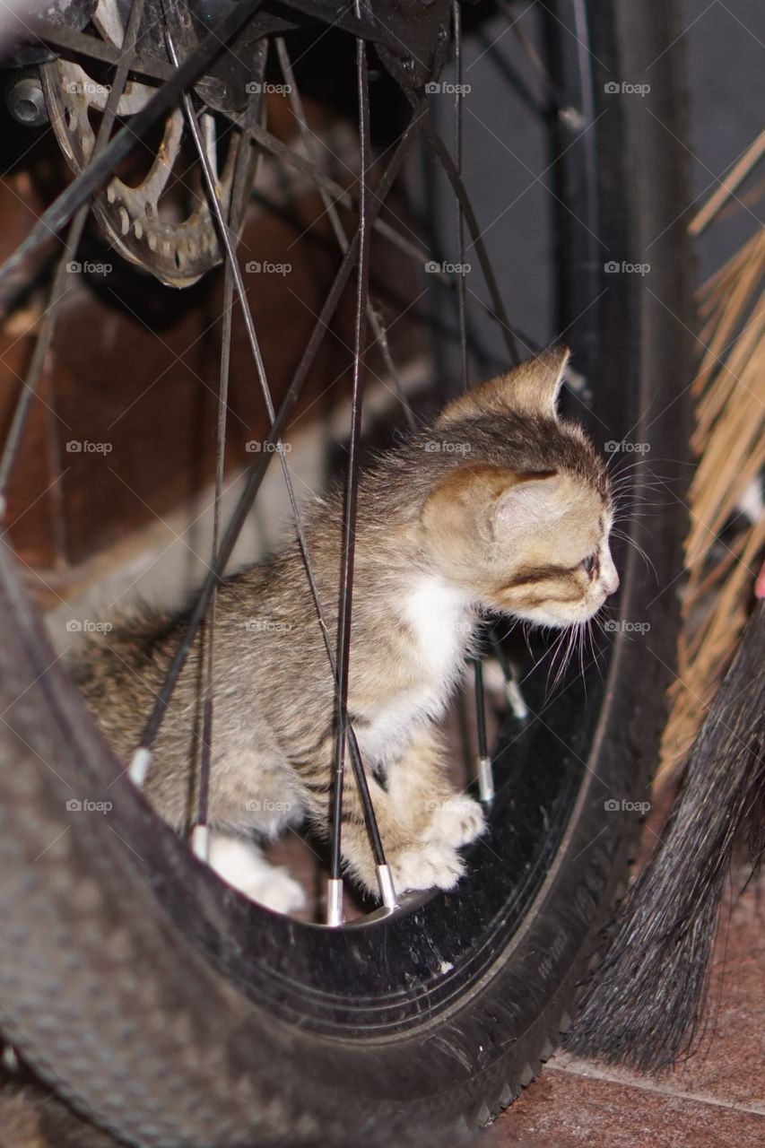 kittens, playing in the dark