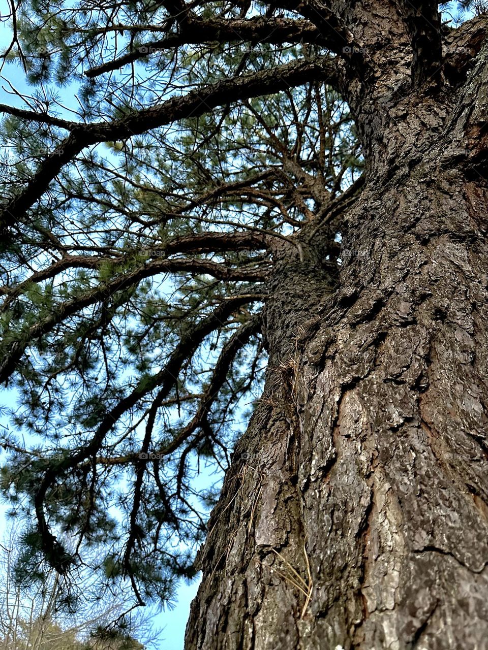 Looking up the trunk of a tall Pitch Pine tree.