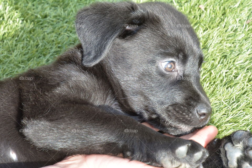 cachorro labrador retriever