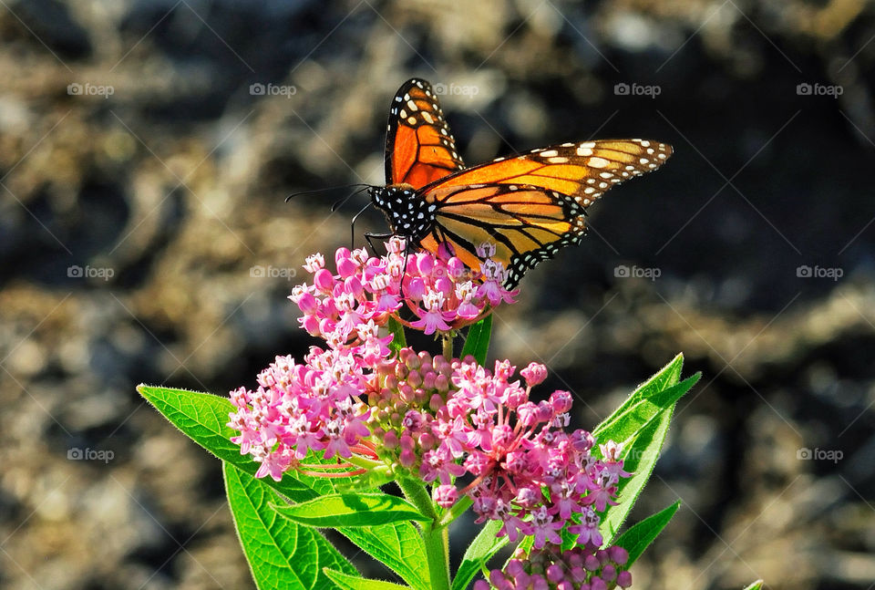 nature flower summer butterfly by delvec