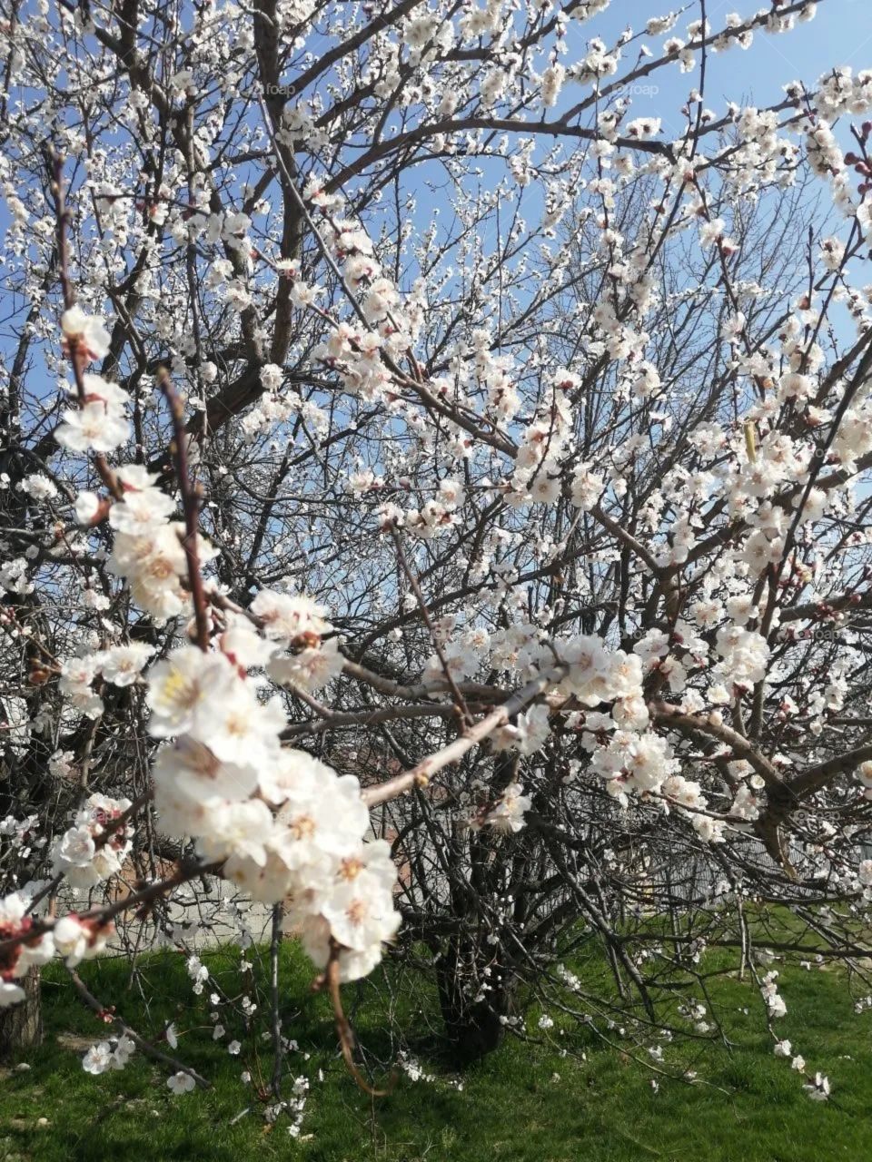 весна цветы деревья