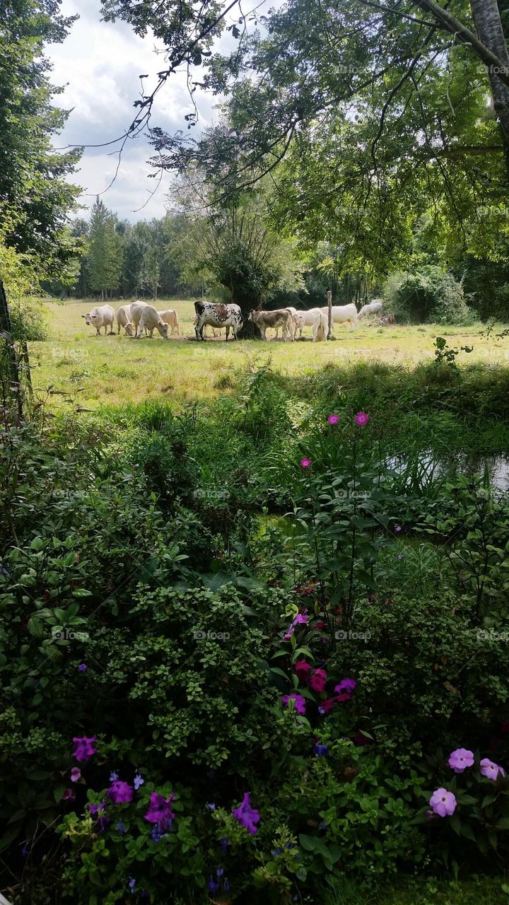 Monet's country side