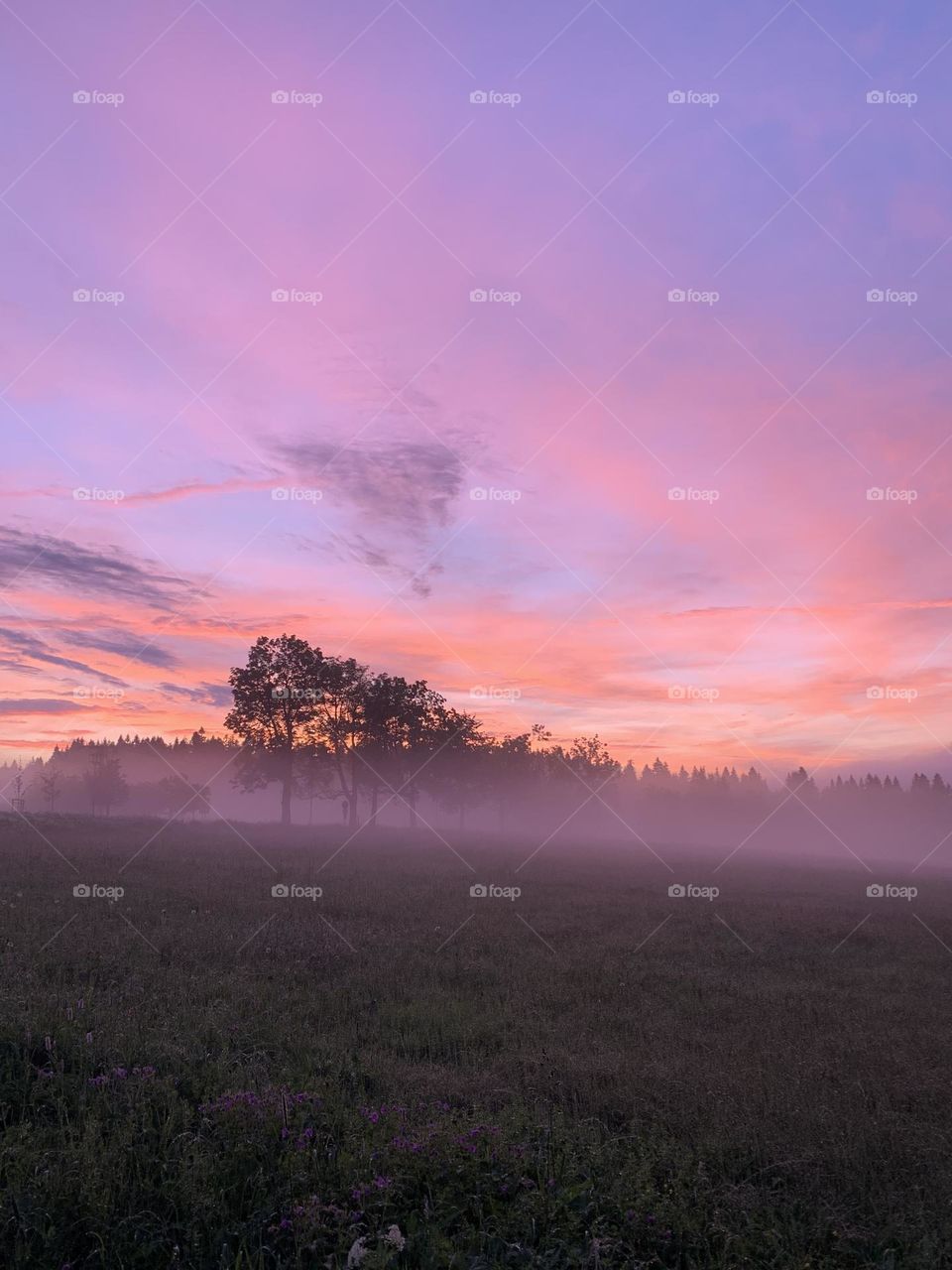 Pink foggy sunset after rain. 