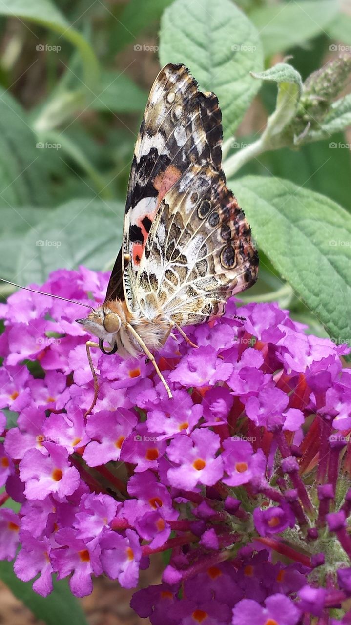 Painted Lady Butterfly