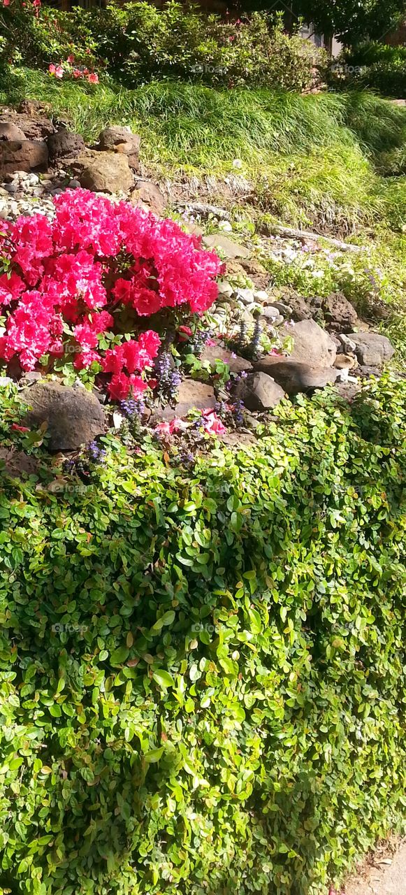 flowers up on a hill