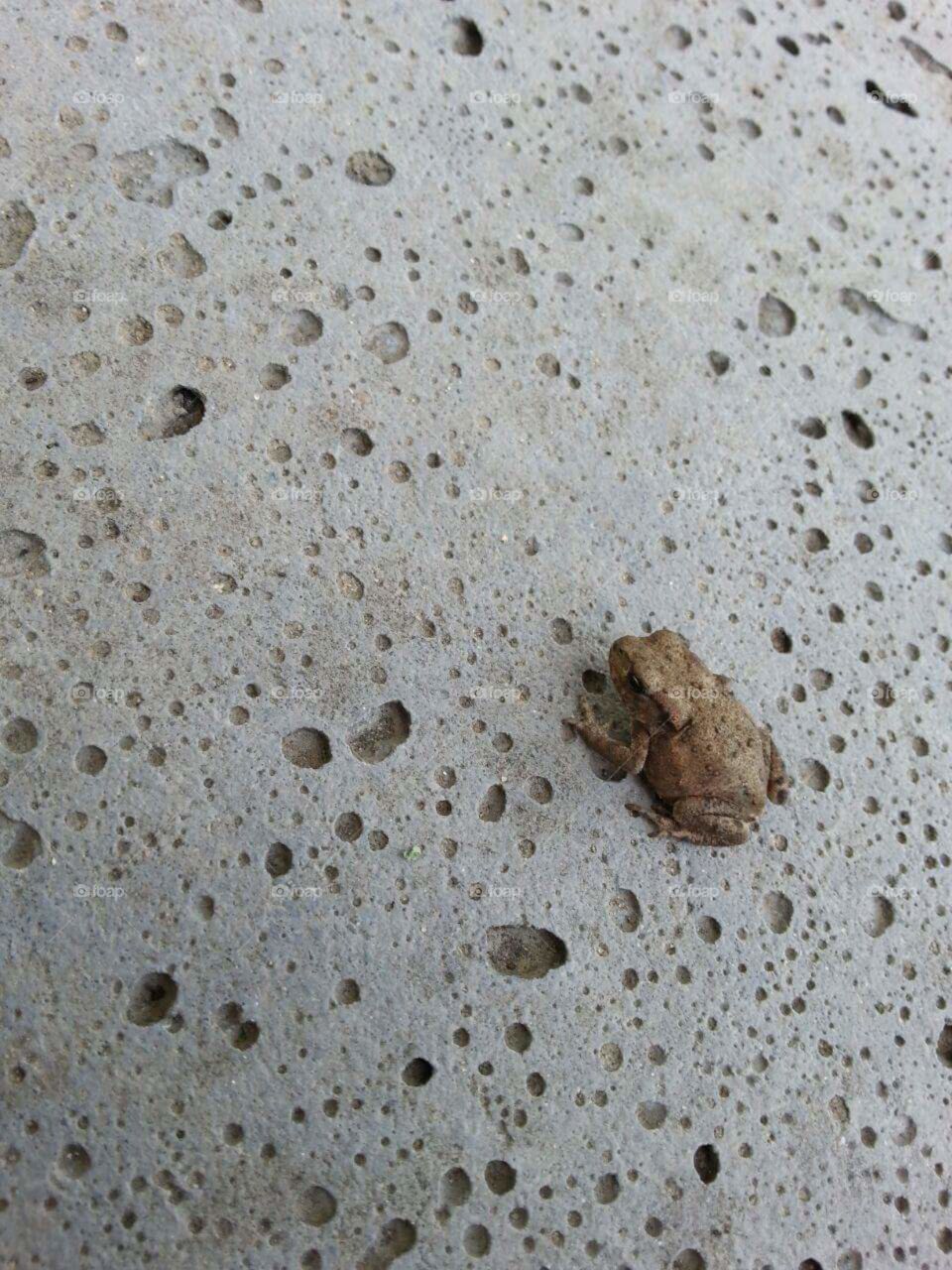 baby Frog