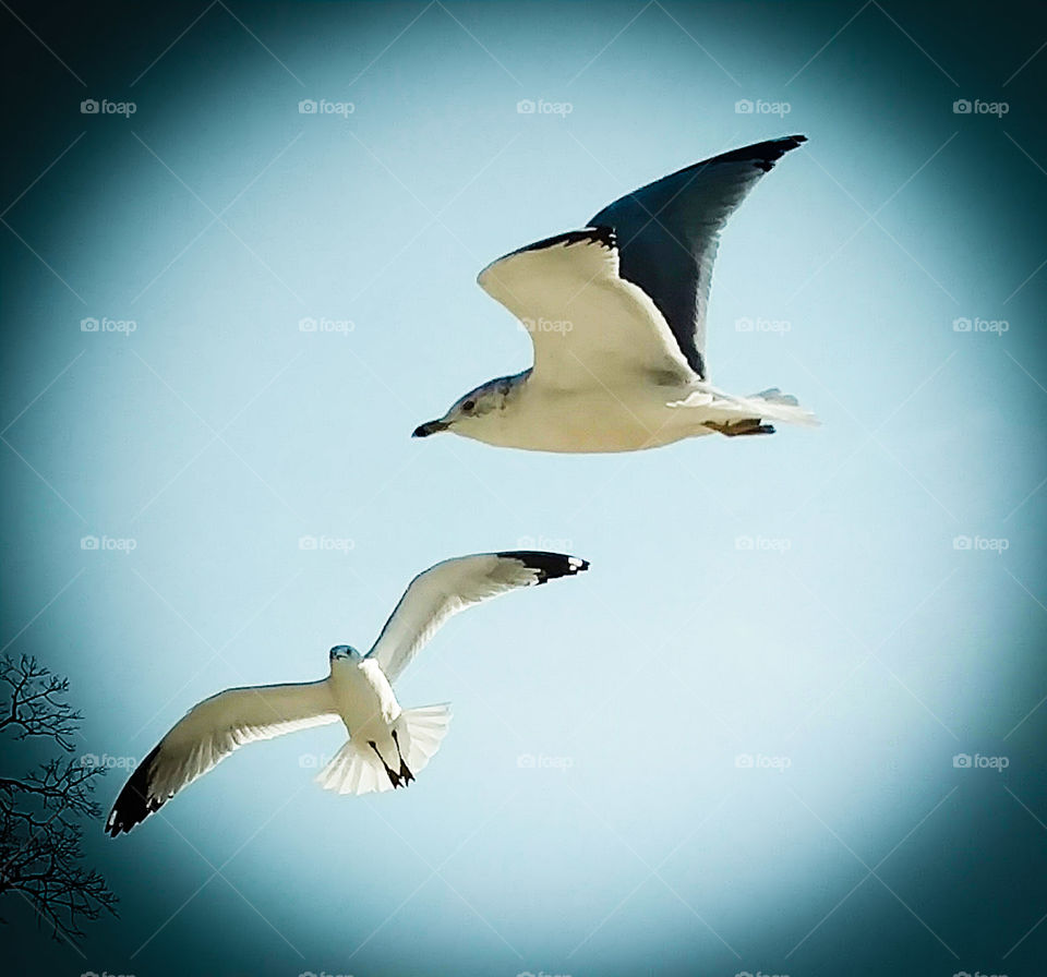 Flying Seagulls