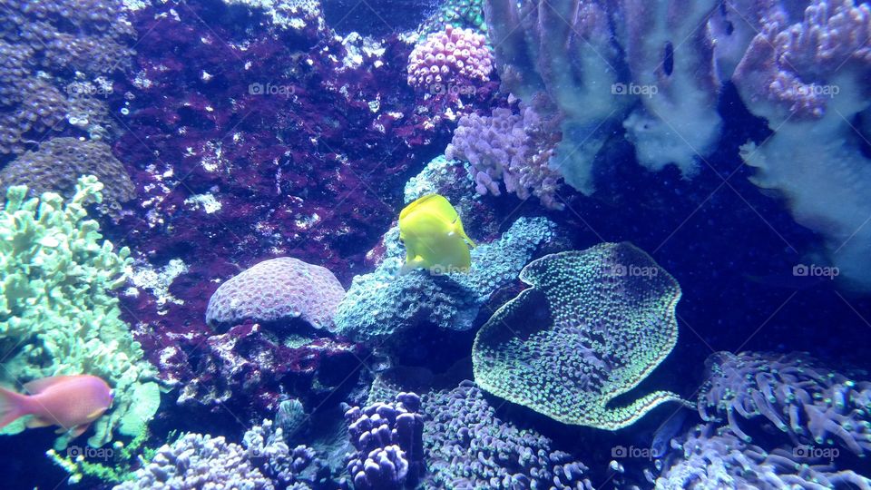 Underwater, Coral, Reef, Fish, Ocean
