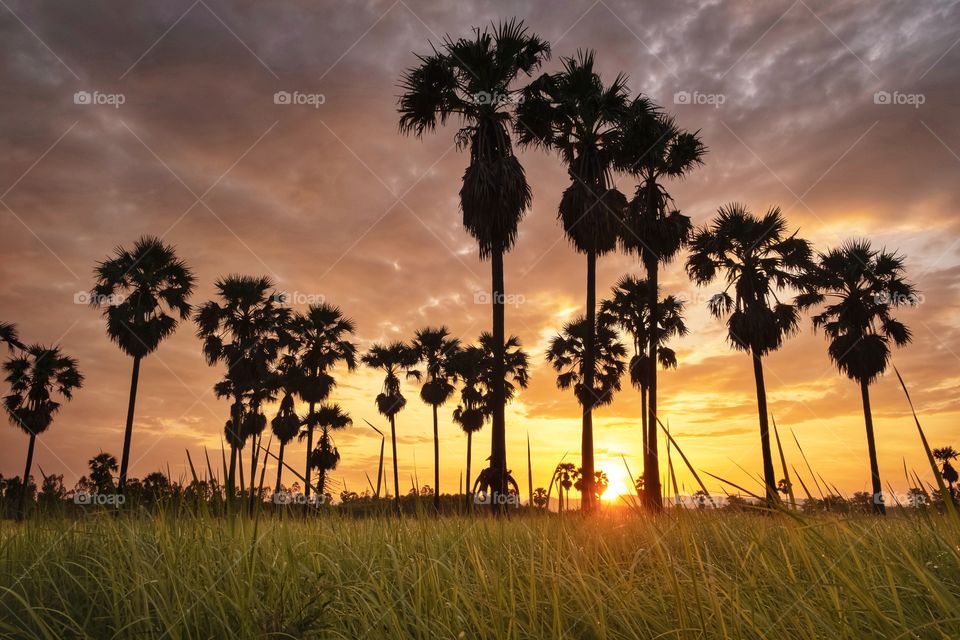 Sunrise behind sugar palm in rice field