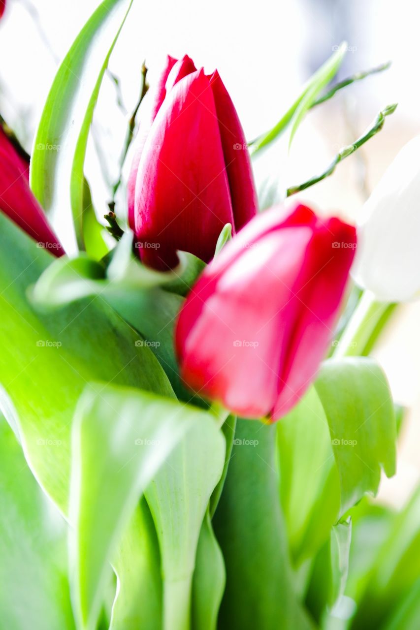 Red tulips 