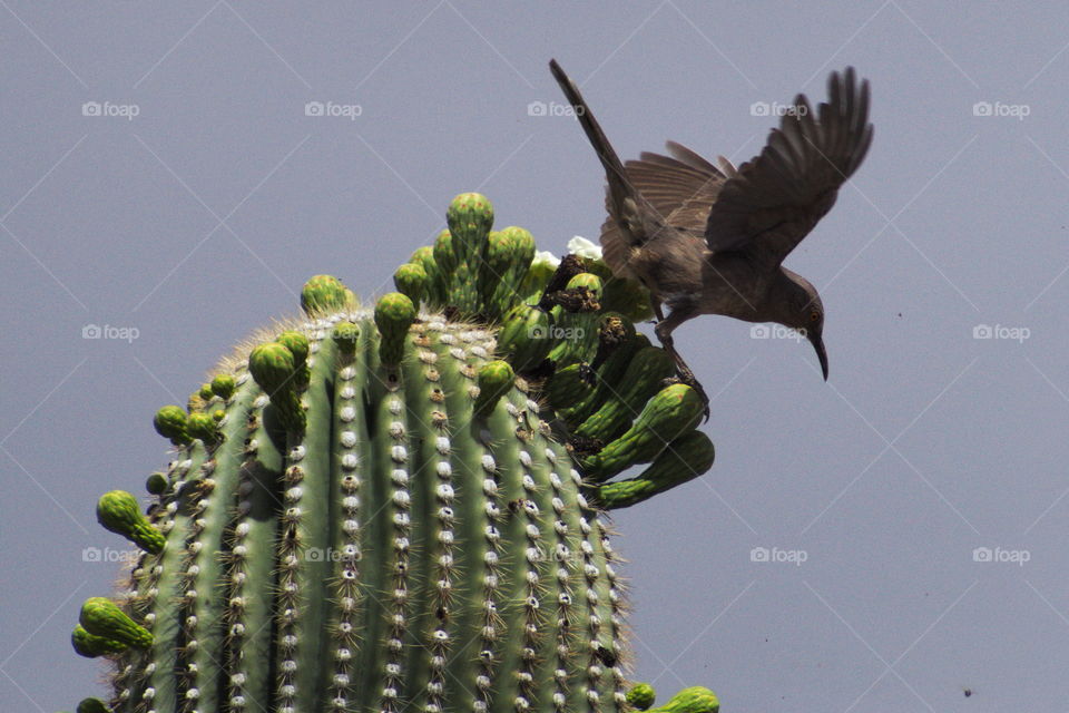 Saquaro bird Arizona desert cactus