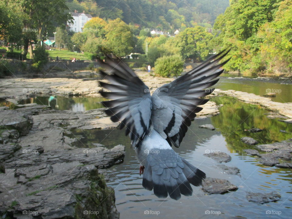 Pigeon in full flight and wing span which reminds me of angel wings. River Dee at beautiful llangollen wales