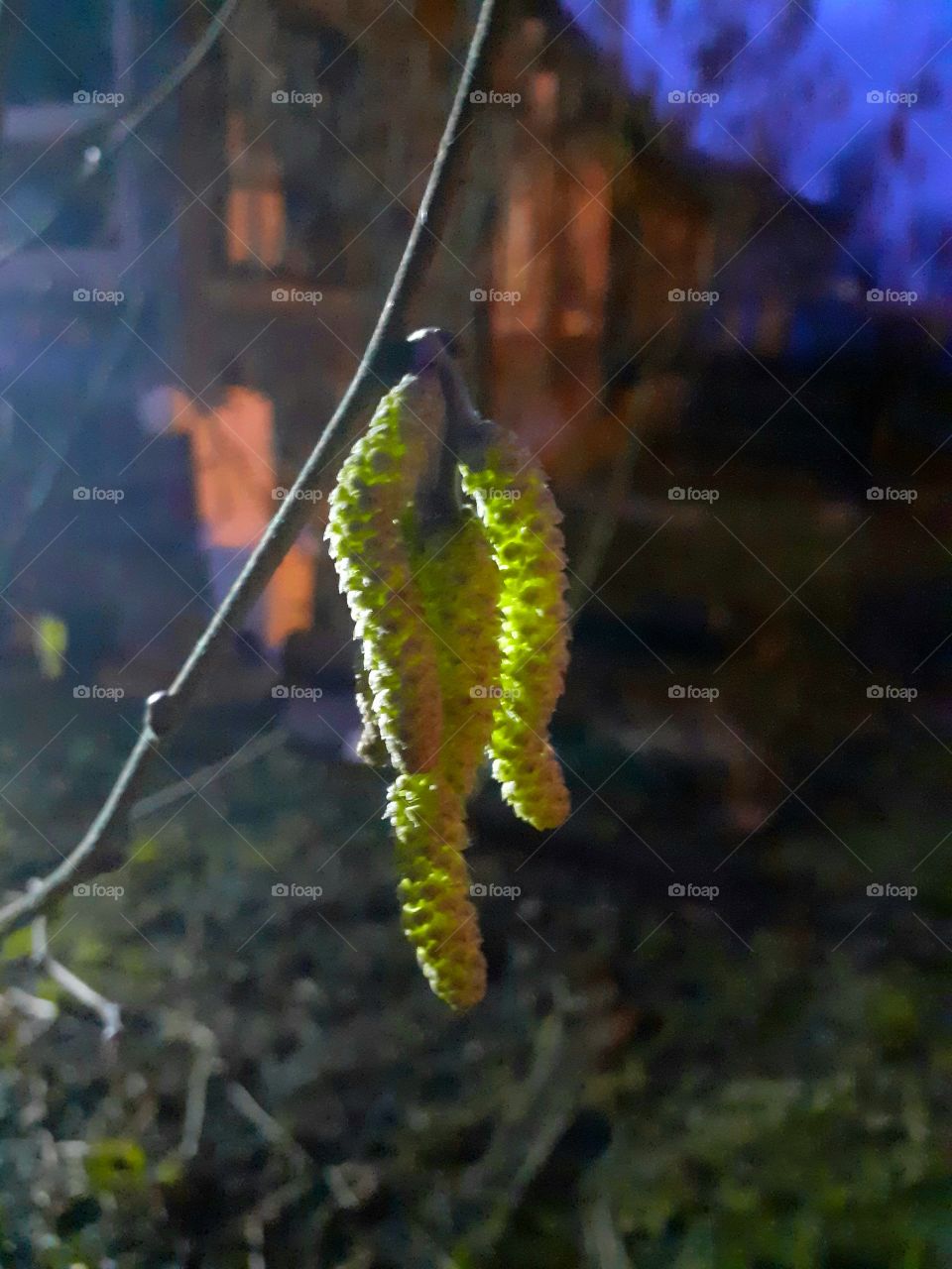 шишки орешника