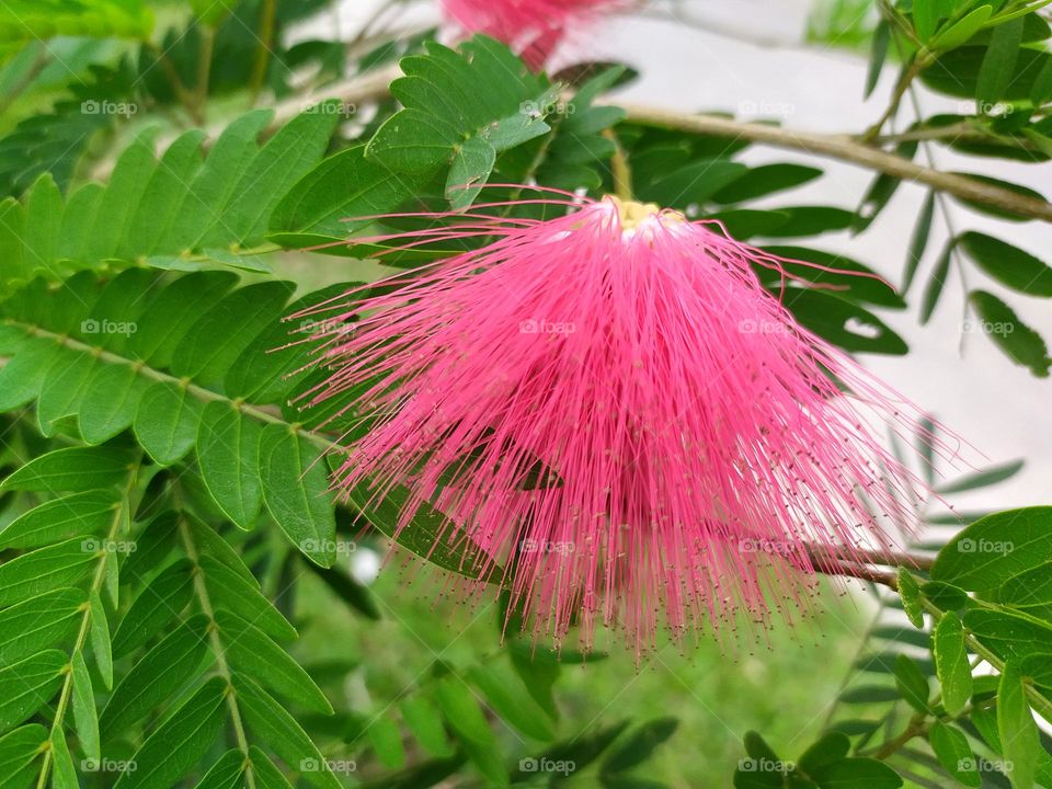 green leaf pink flower wallpaper