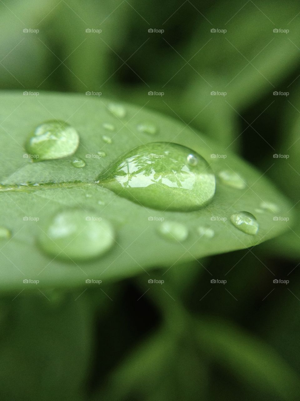 Close-up drop on green leaf