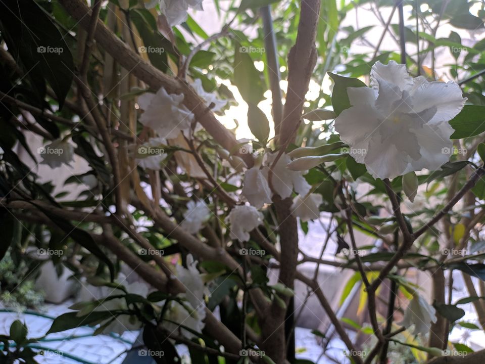 jardim flores brancas