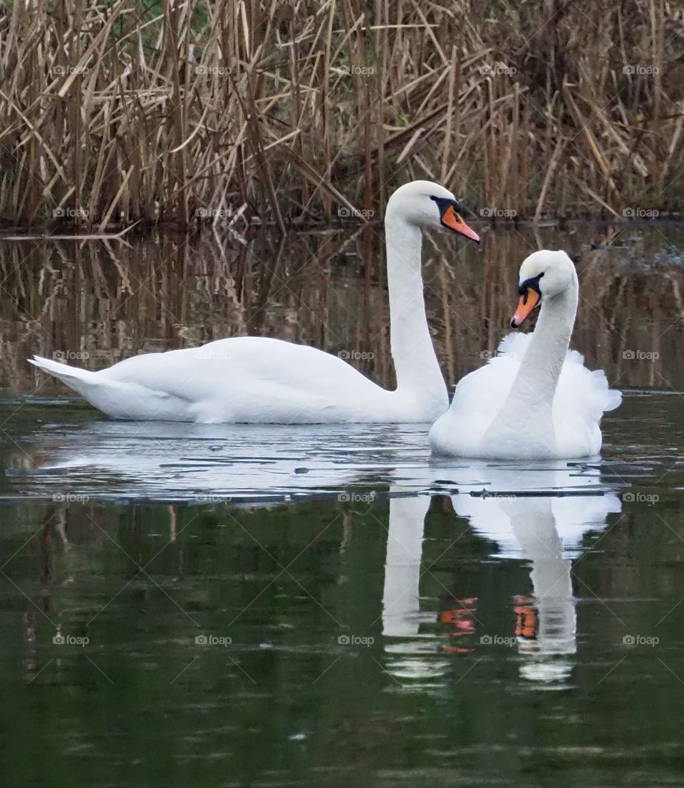 Swans