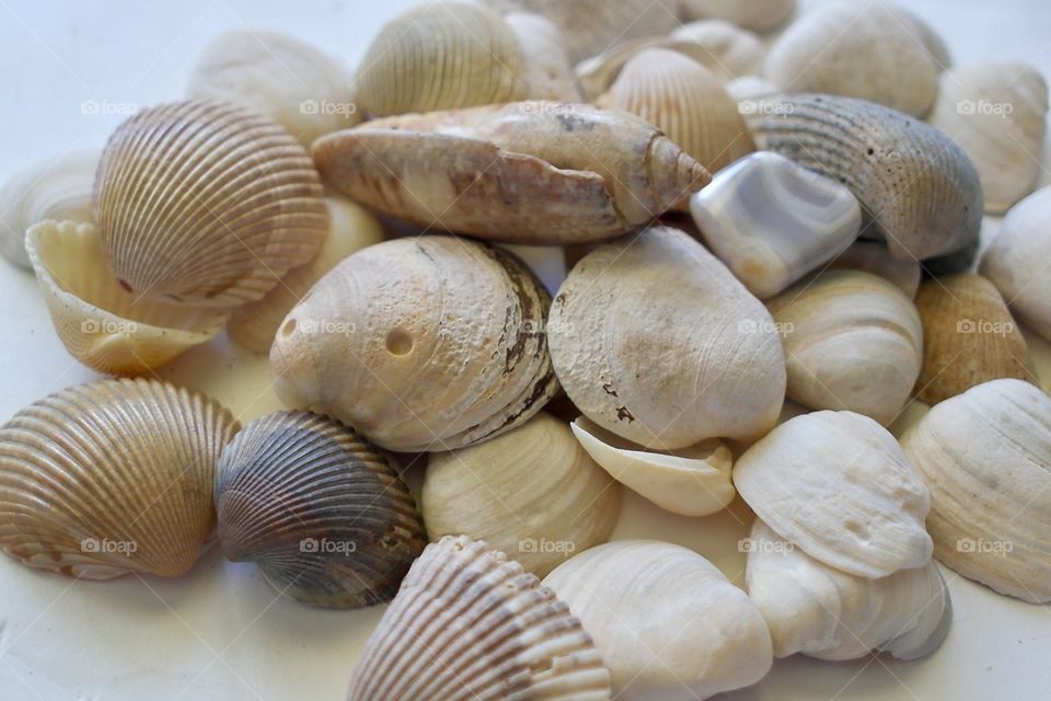 Abundance of seashells