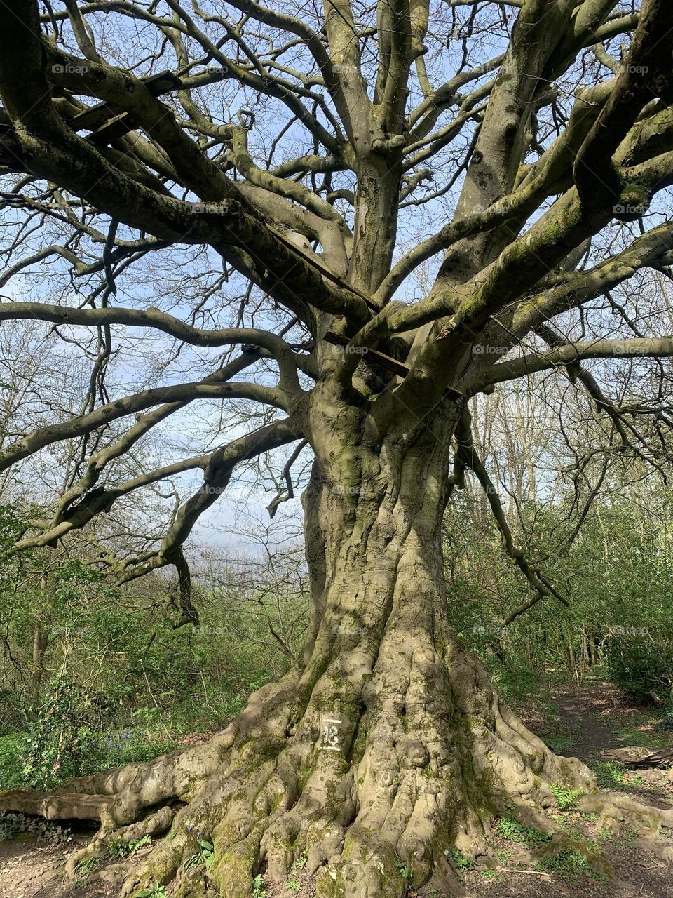 Huge tree spotted during walk in nature, spring 2024.