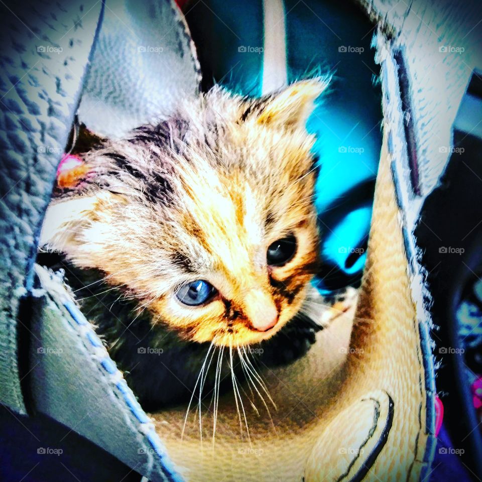 Cute kitten hiding in a purse.