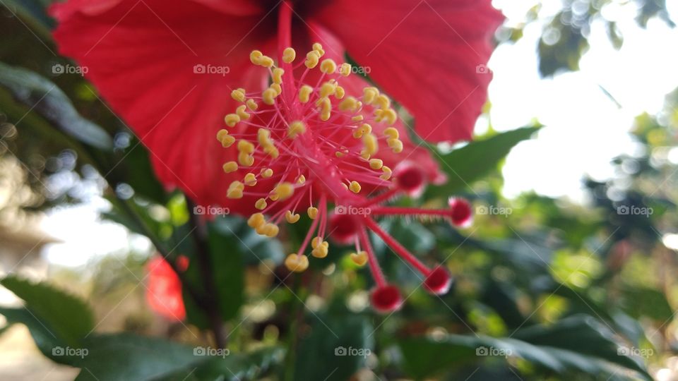Blooming flowerfrom philippines!