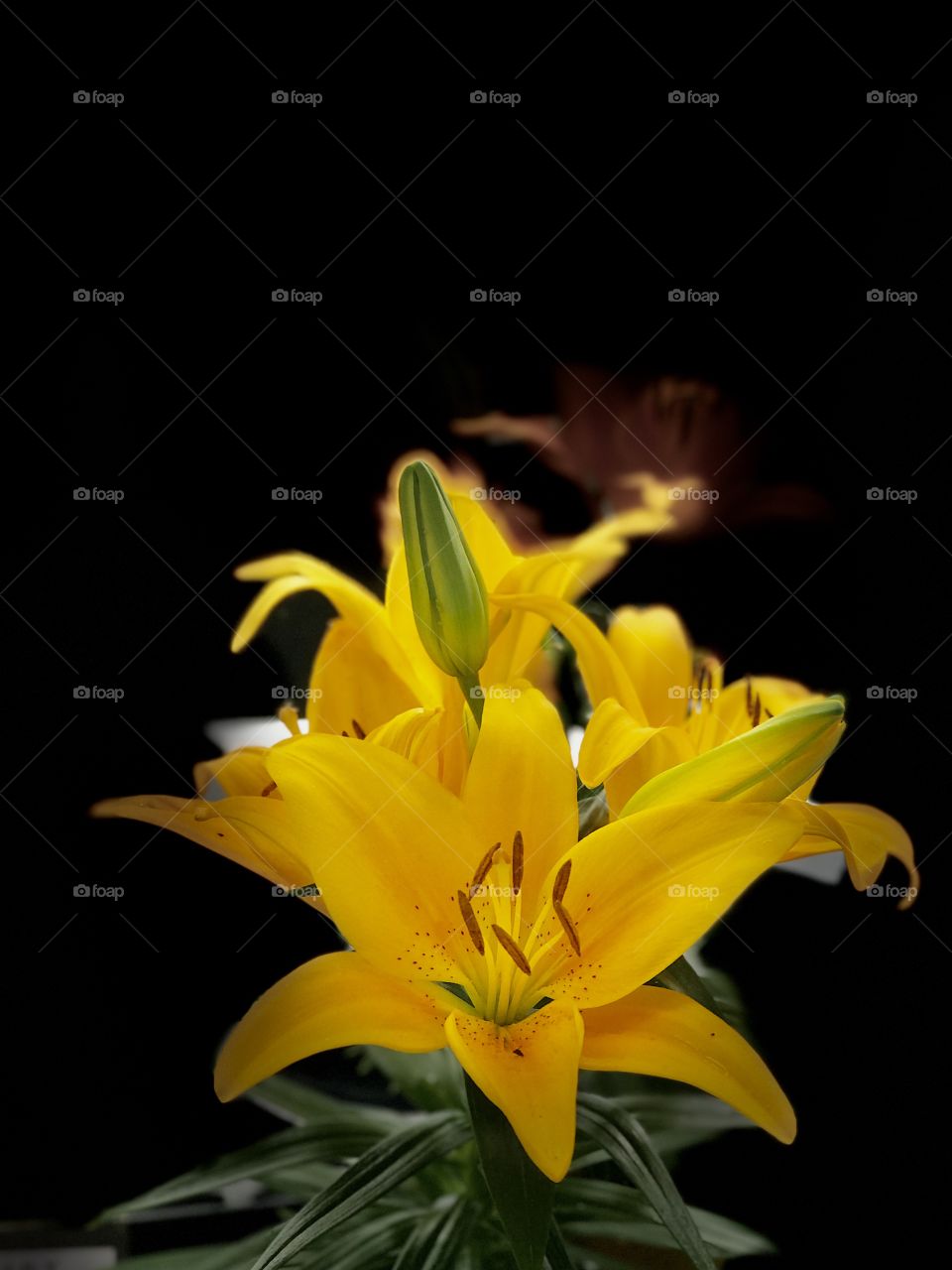 Beautiful Golden Yellow Lily Flowers Close Up Spring Time Photography Darkness Vibrant Colourful Flowers 