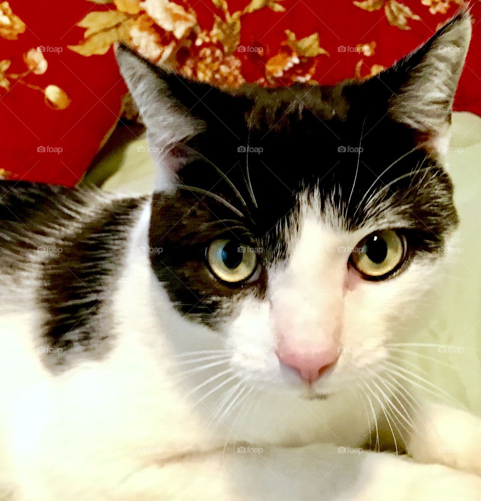 Black & White Cat Close-Up